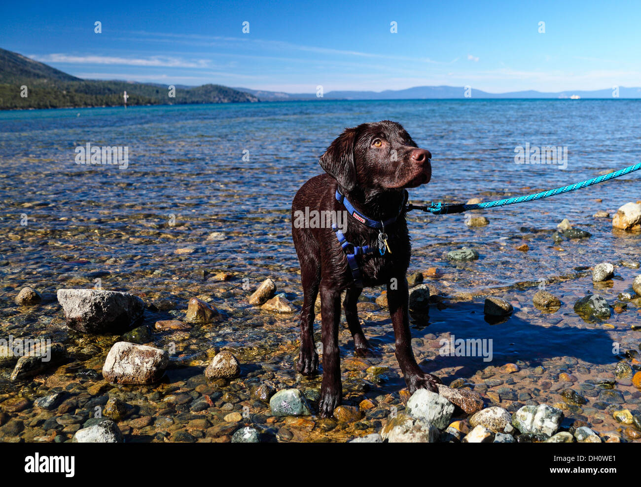 Chiot labrador chocolat à Kiva Beach at Lake Tahoe Banque D'Images