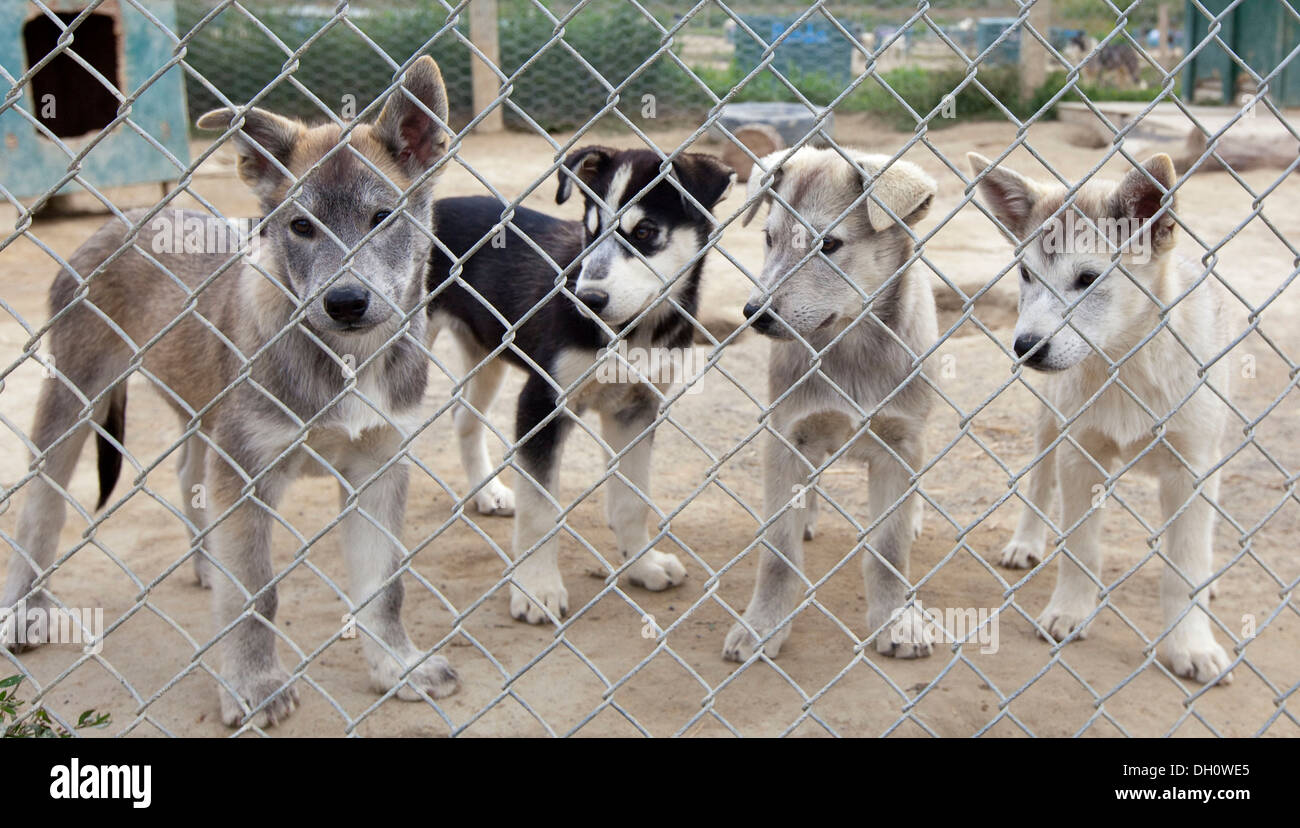 Les jeunes chiots, chiens de traîneaux, 4 mois, derrière une clôture, Huskies d'Alaska, Territoire du Yukon, Canada Banque D'Images