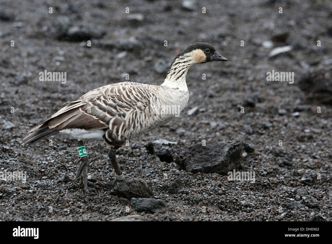 Nene, Hawaiian Goose (Branta sandvicensis), sous la pluie, Mauna Ulu, Hawaii Volcanoes National Park, Big Island, États-Unis Banque D'Images