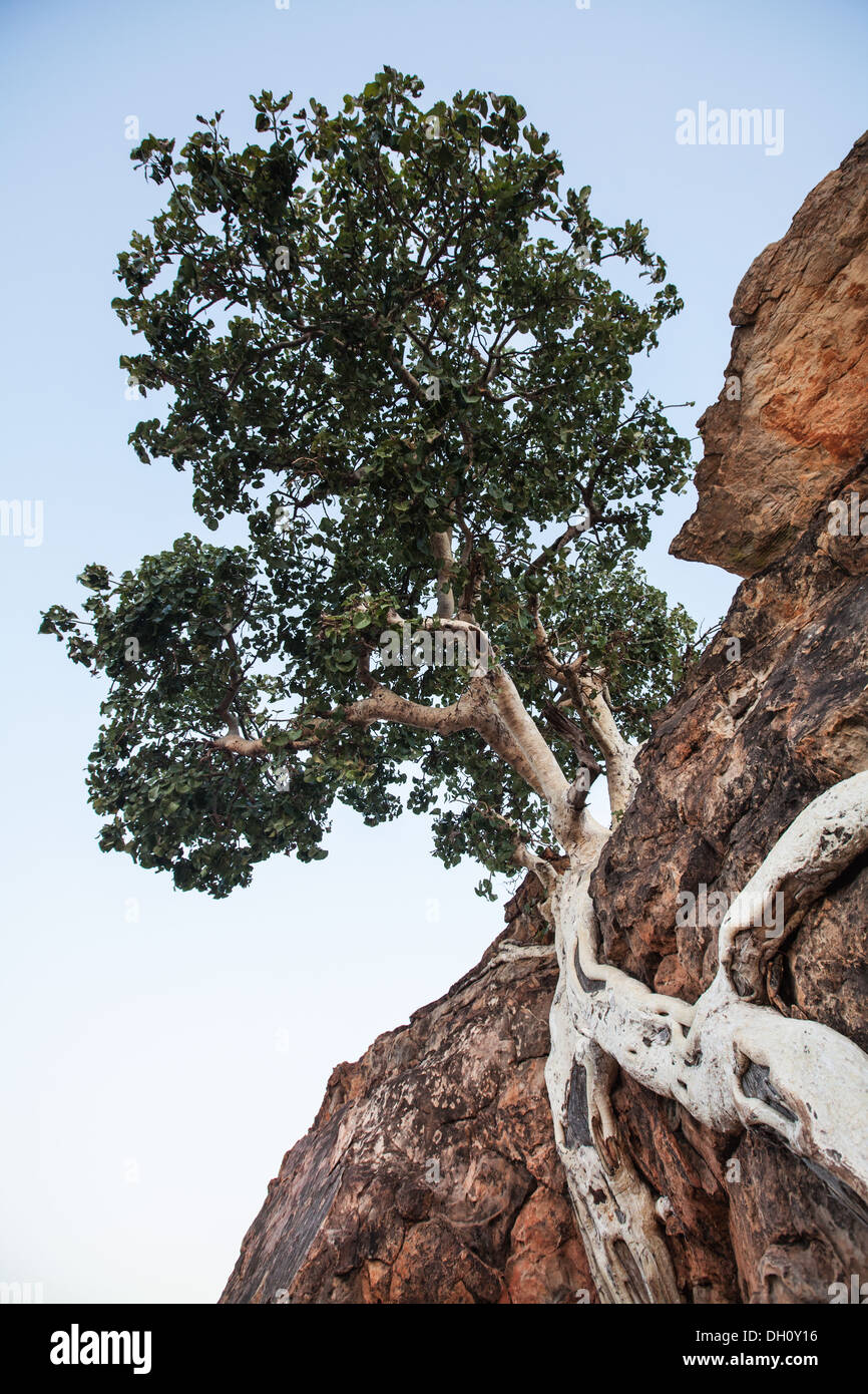 Arbre dans un paysage désertique Banque D'Images Arbre dans un paysage désertique Banque D'Images