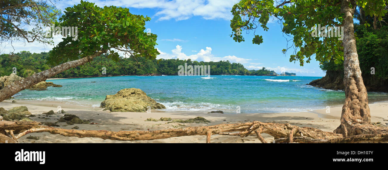 Les racines des arbres et du bois flotté line l'extrémité sud de Playa Manuel Antonio de Parc National Manuel Antonio, Costa Rica Banque D'Images