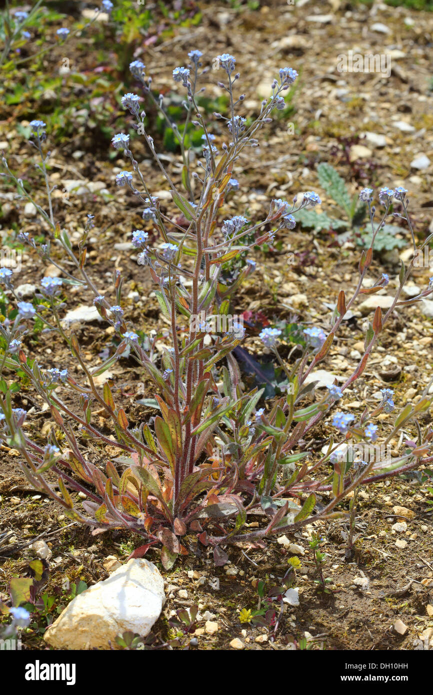 Myosotis arvensis, Domaine Forget-me-not Banque D'Images