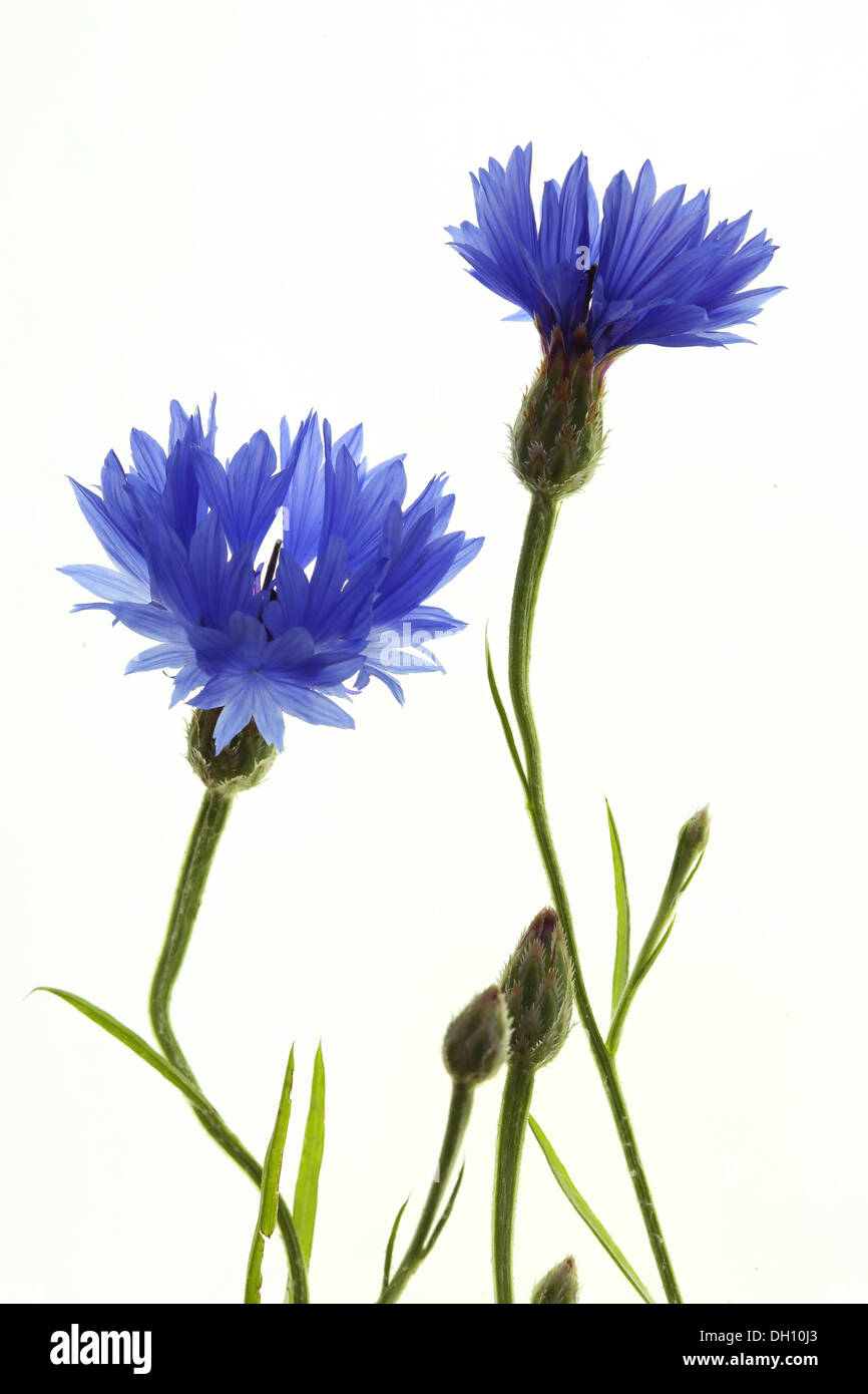 Bleuet, Centaurea cyanus Banque D'Images