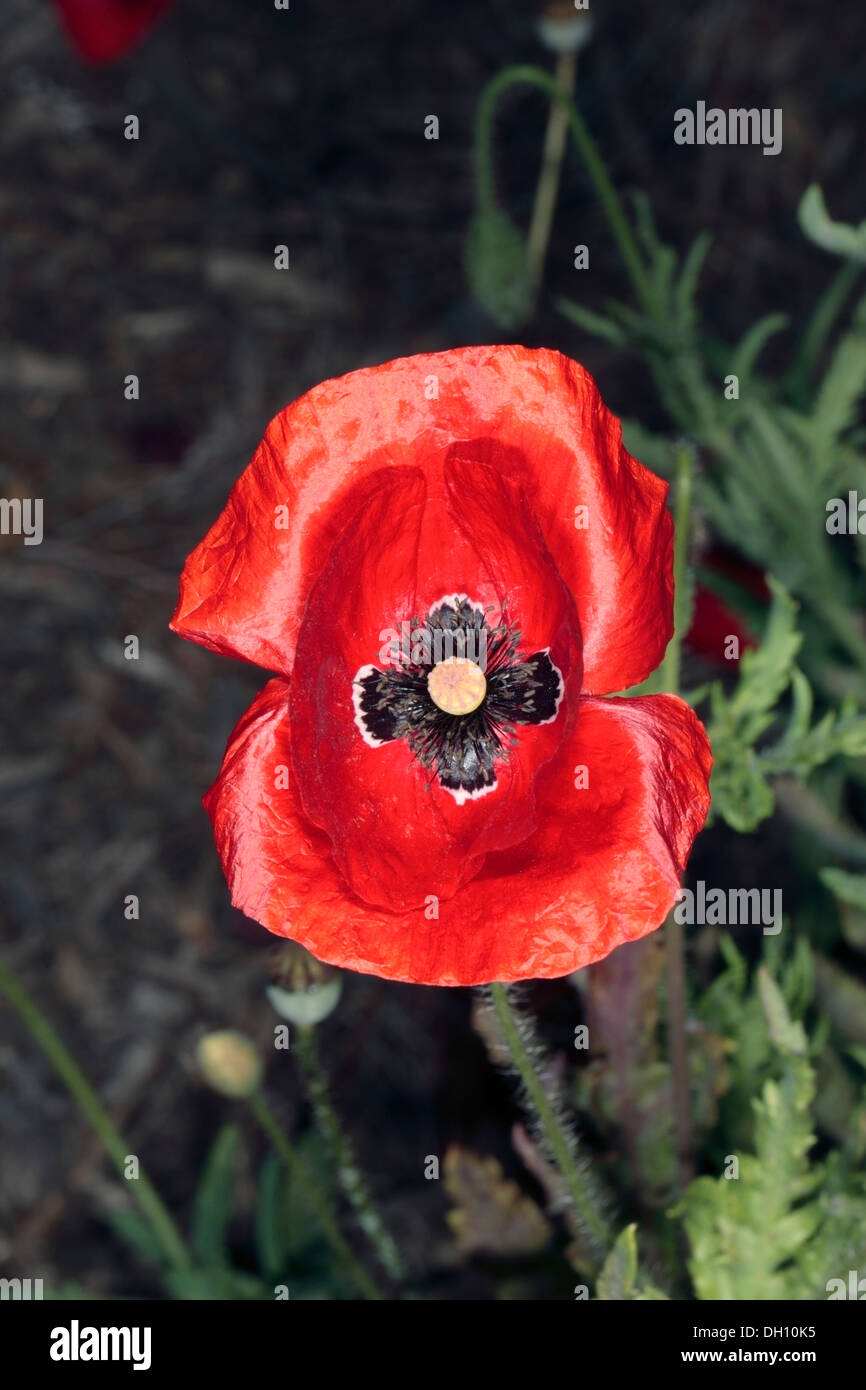 Close-up of Corn Poppy/Rose, champ/ Flandre/ Coquelicot, Coquelicot - Papaver rhoeas - Famille Papaveraceae Banque D'Images