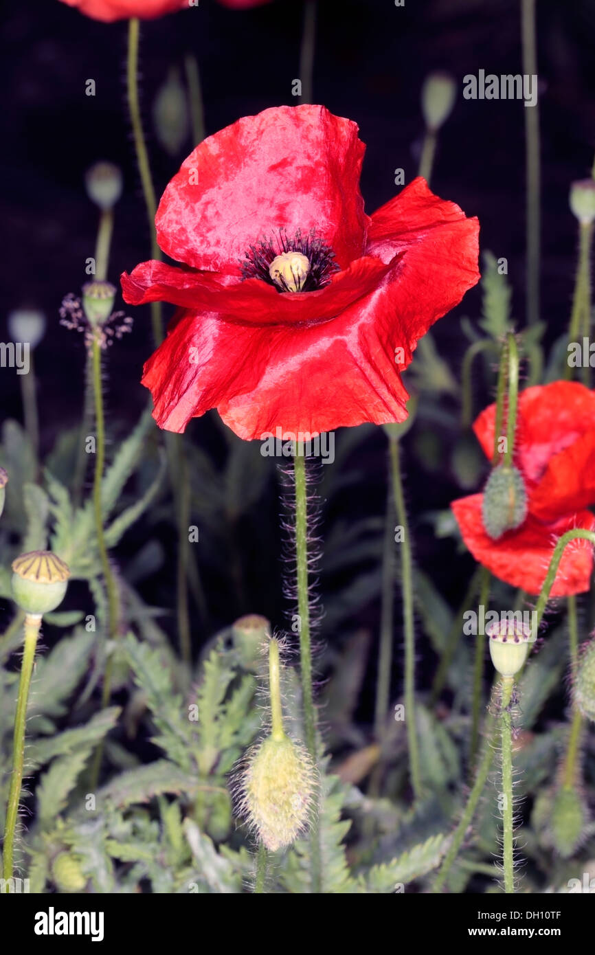 Close-up of Corn Poppy/Rose, champ/ Flandre/ Coquelicot, Coquelicot - Papaver rhoeas - Famille Papaveraceae Banque D'Images