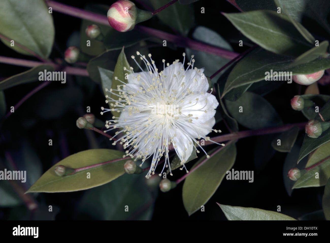 Close-up of fleur de myrte commun/ True Myrtle - Myrtus communis - famille des Myrtaceae Banque D'Images