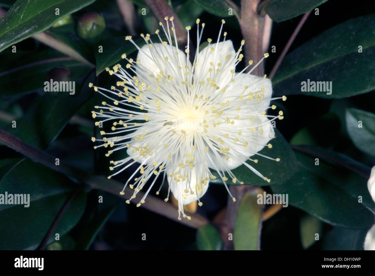 Close-up of fleur de myrte commun/ True Myrtle - Myrtus communis - famille des Myrtaceae Banque D'Images