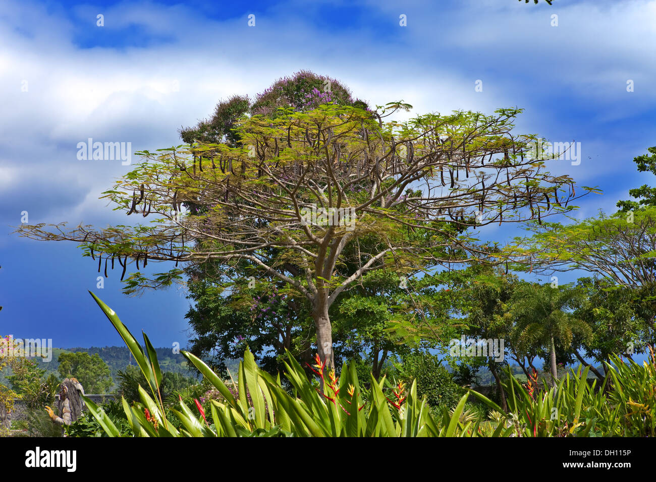 La nature tropicale. L'Indonésie. Bali. Banque D'Images