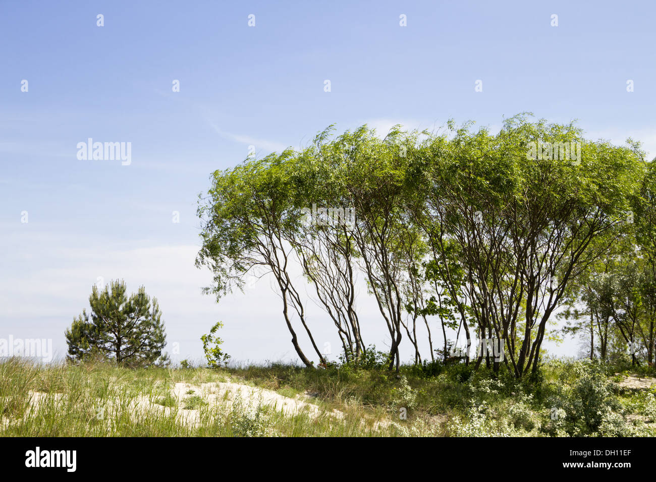 L'île de Usedom à dunes Banque D'Images