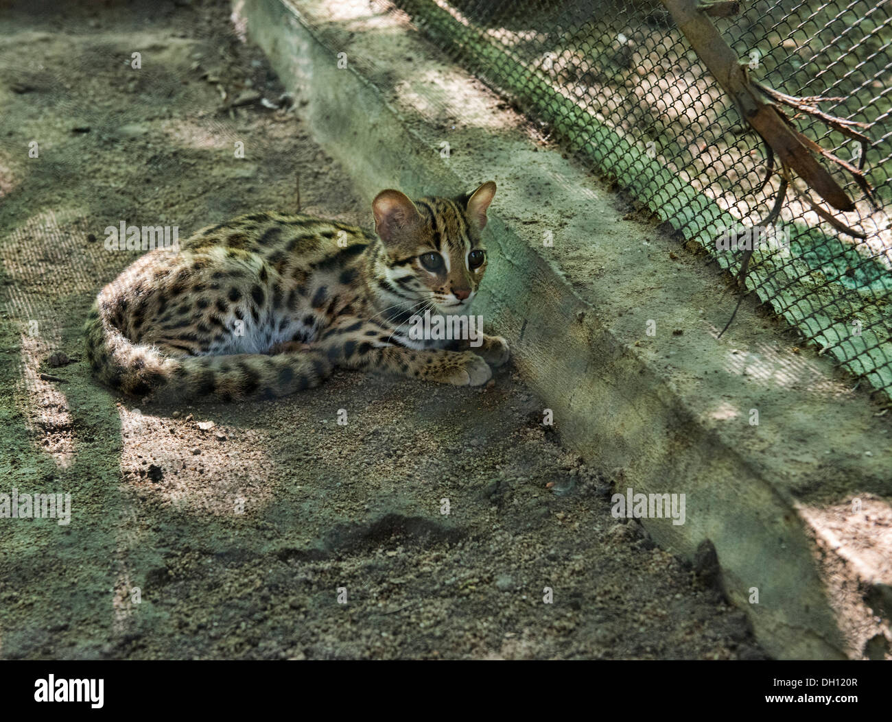 Chat-léopard (Prionailurus bengalensis), Hakkai, CAMBODGE Phnom Banque D'Images