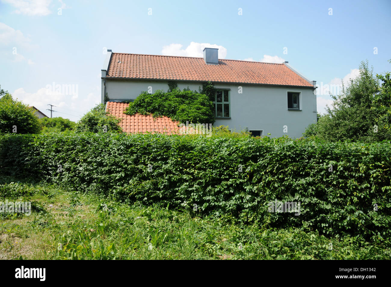 Hornbeam-Hedge en forme Banque D'Images