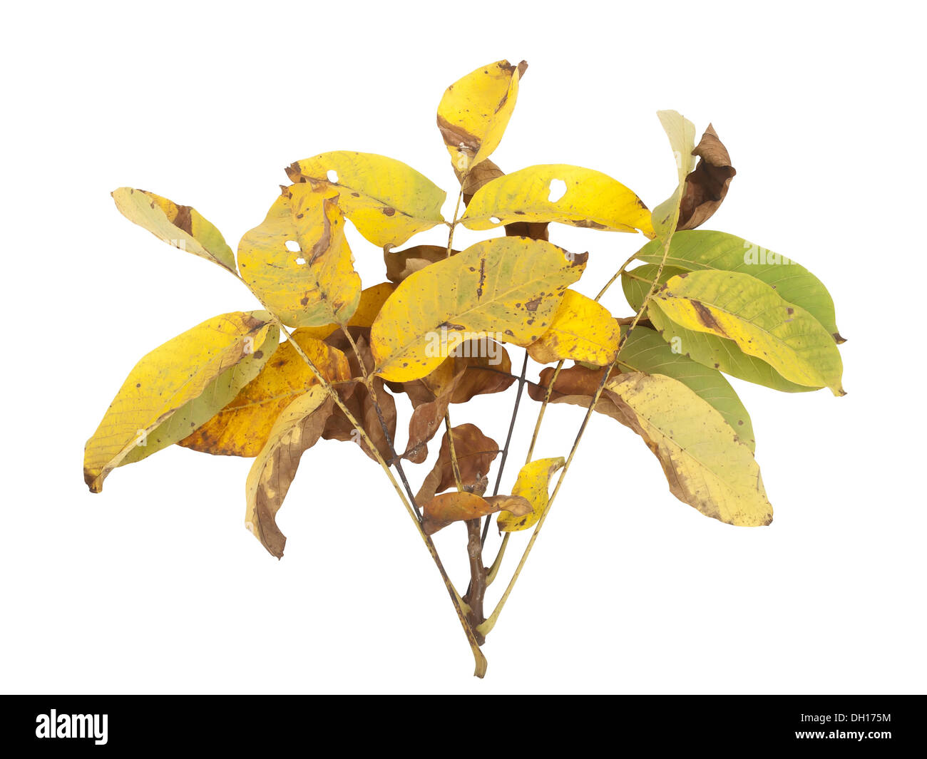 Branche avec feuilles jaune isolé sur fond blanc Banque D'Images