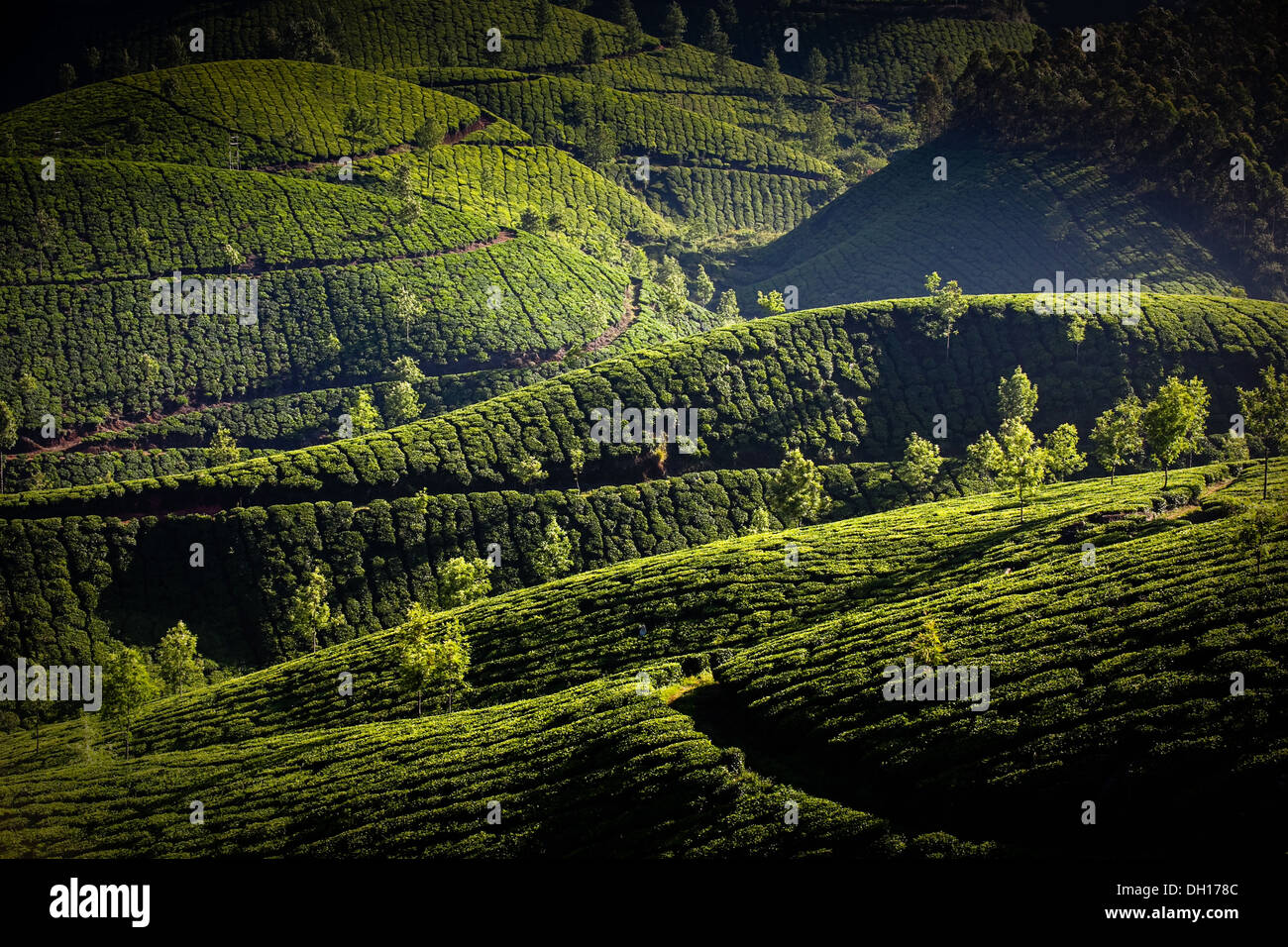 Les plantations de thé de Munnar, Inde Banque D'Images