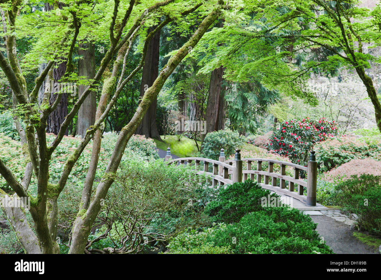 Pont de bois dans le jardin japonais, Portland, Oregon, United States Banque D'Images