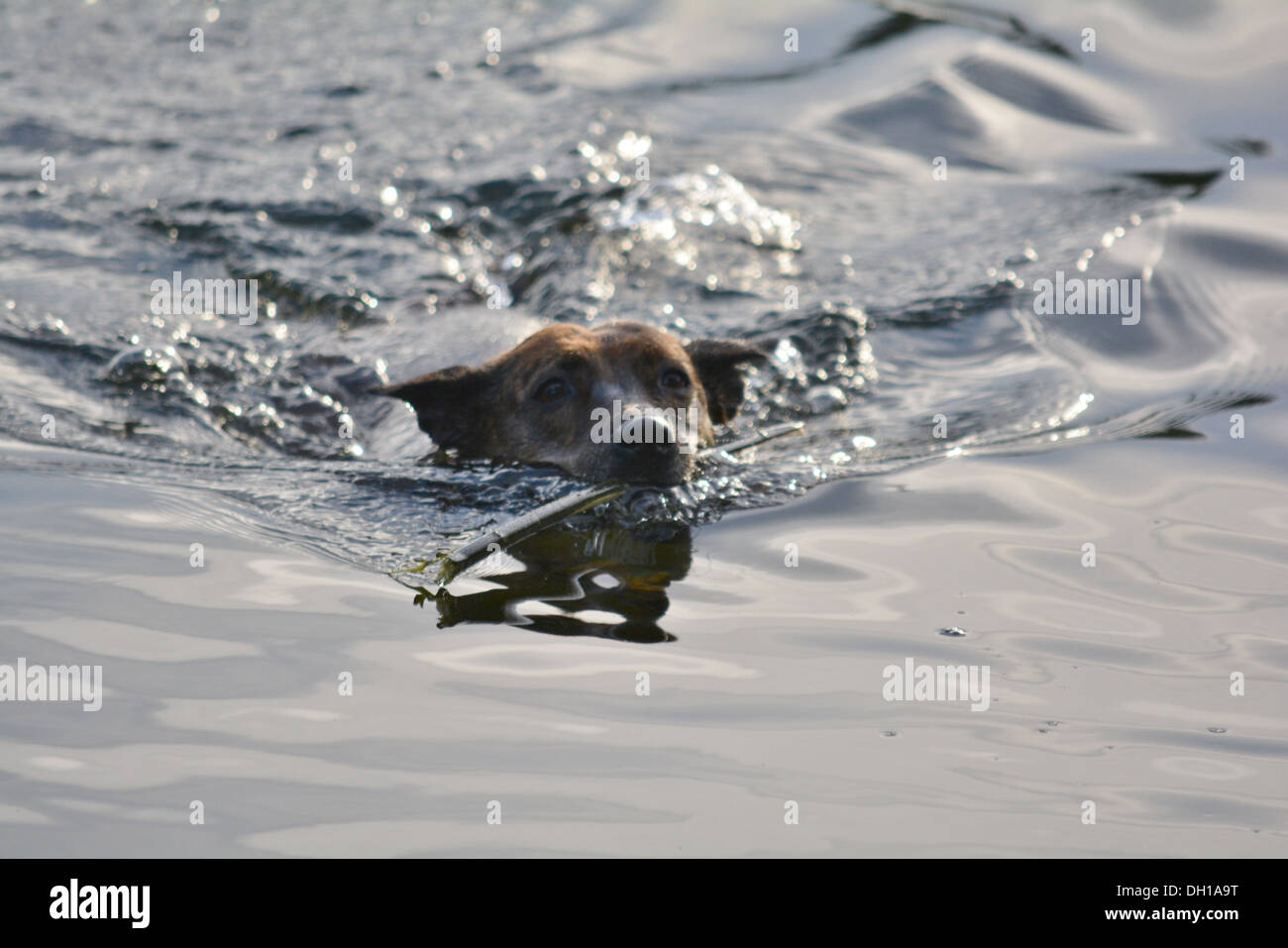 Staffordshire Bull Terrier dans l'eau avec un bâton dans sa bouche. Banque D'Images