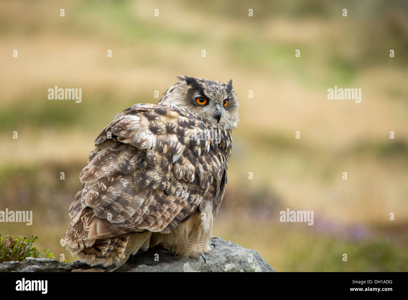 Hibou grand-duc Banque D'Images