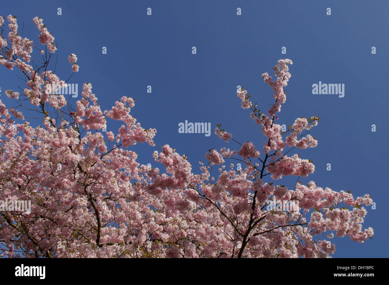 Fleur de cerisier, genre Prunus, bon nombre des variétés qui ont été cultivées pour l'ornementation ne produisent des fruits Banque D'Images