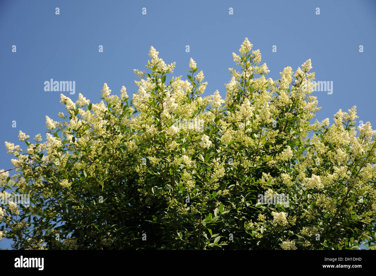 Privet Banque D'Images