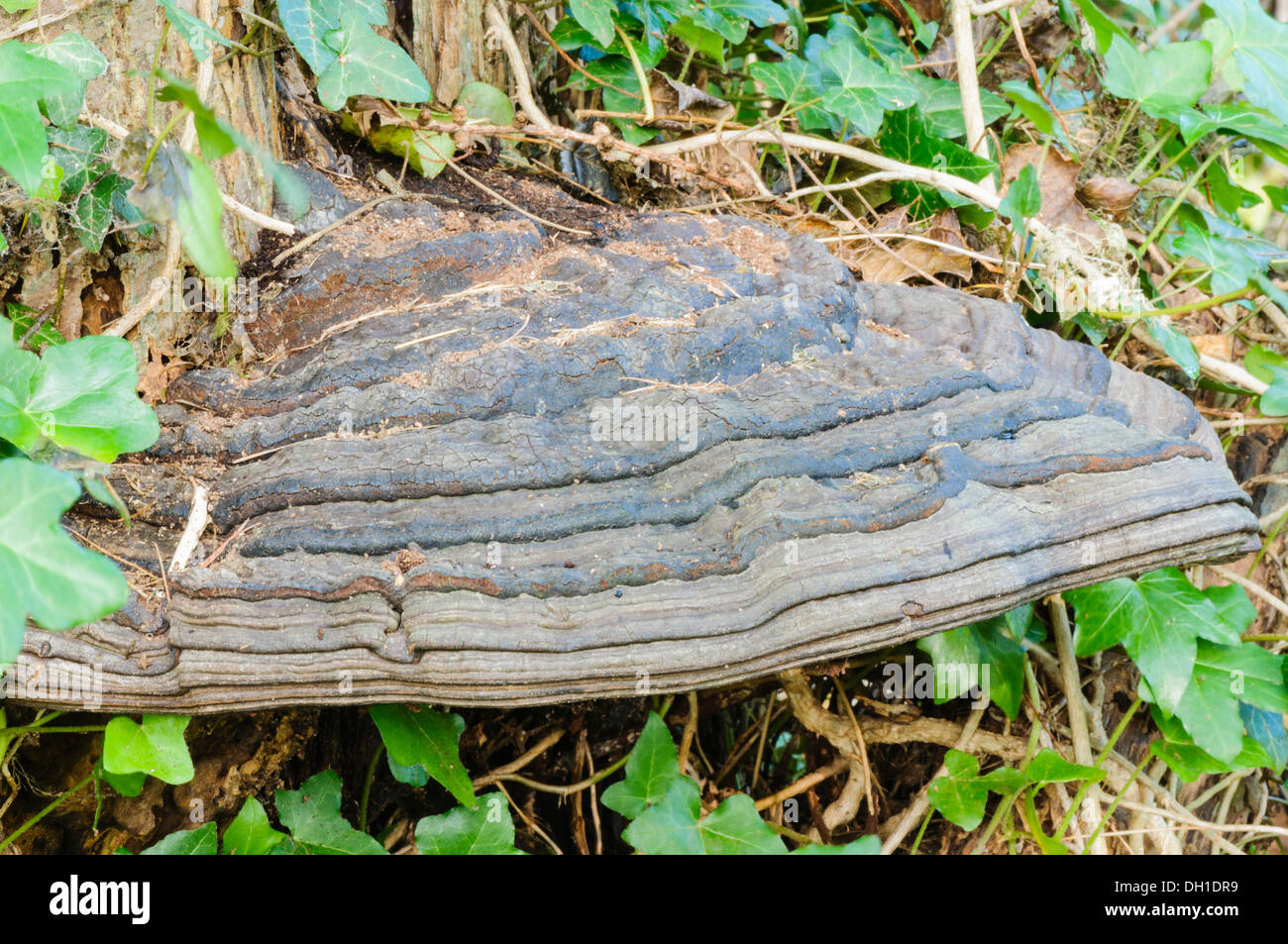 L'Amadou (champignon Fomes" fomentaruis), un champignon qui pousse dans les arbres Banque D'Images
