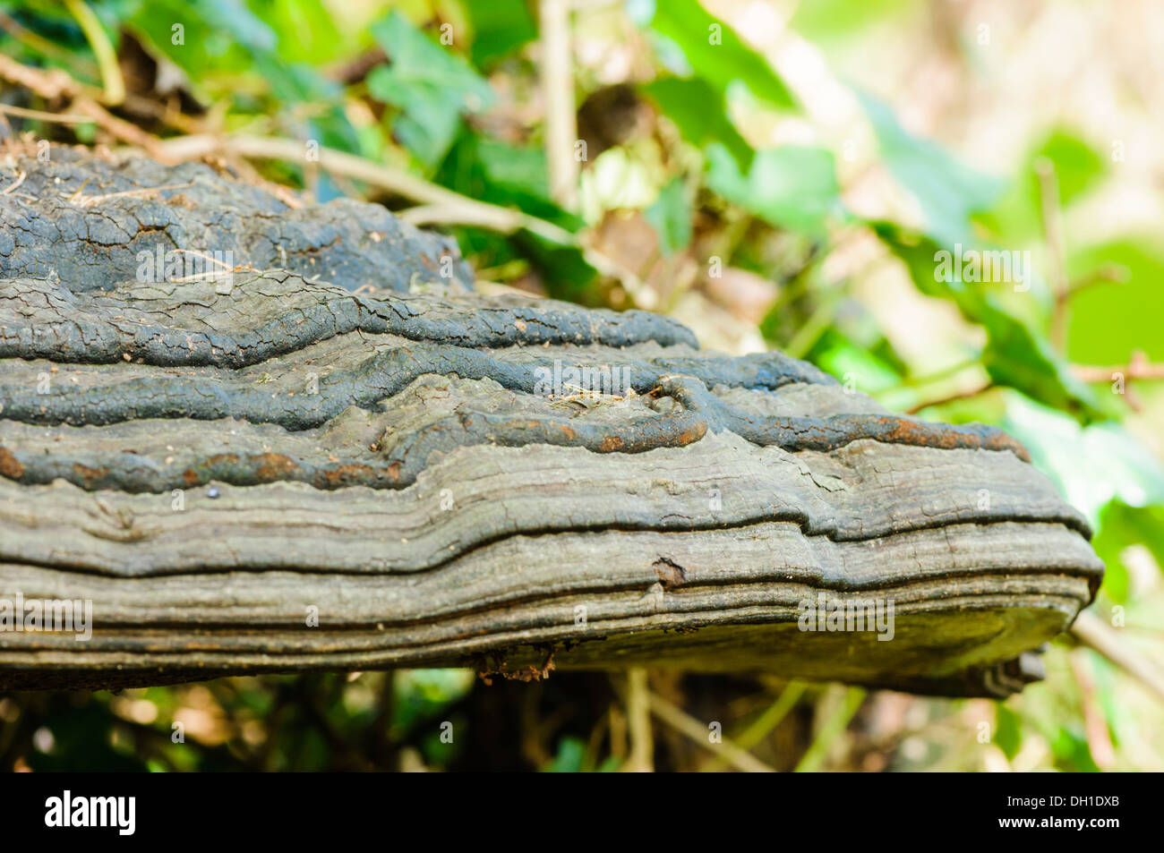 L'Amadou (champignon Fomes" fomentaruis), un champignon qui pousse dans les arbres Banque D'Images
