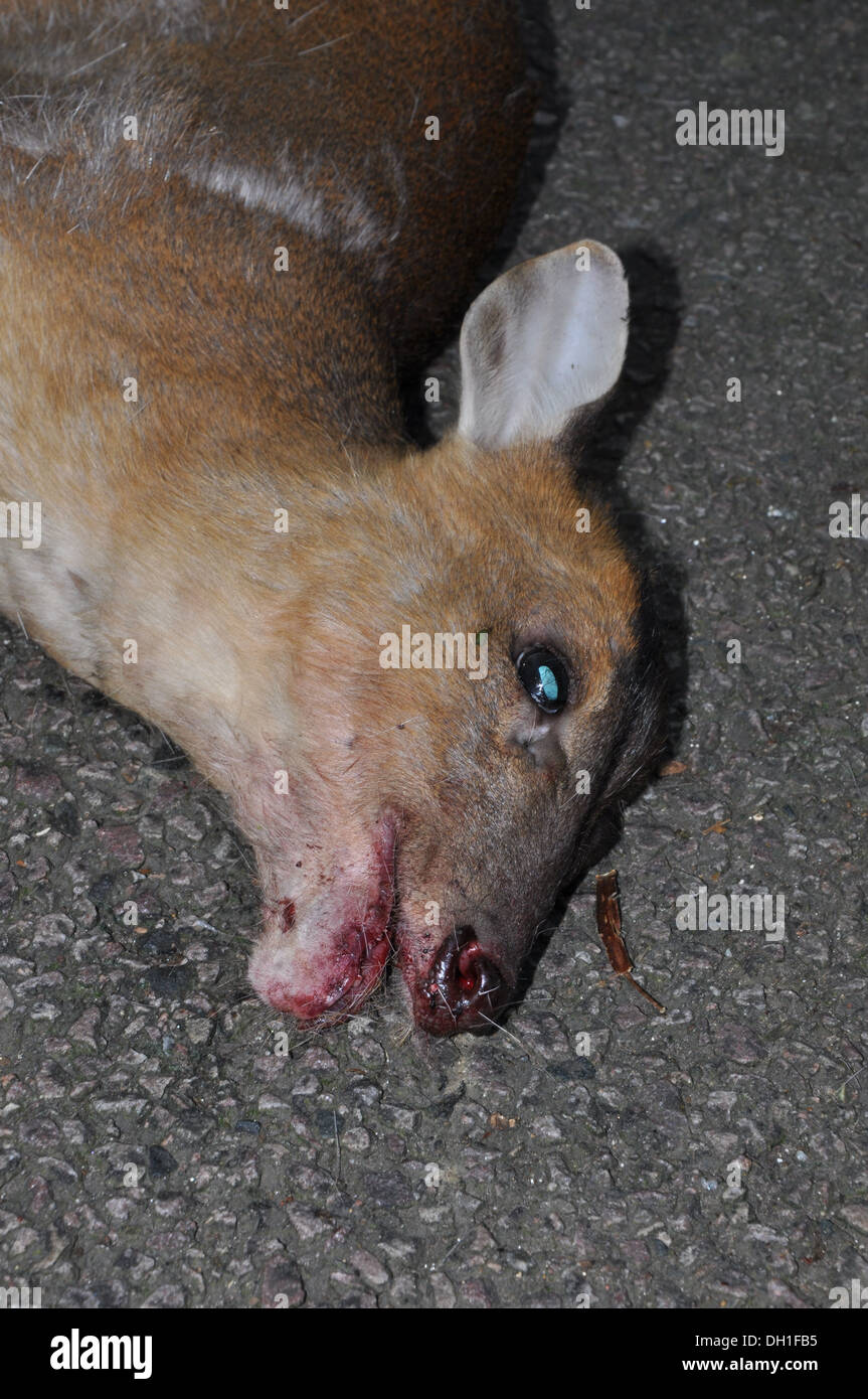 Muntjac Roadkill Banque D'Images