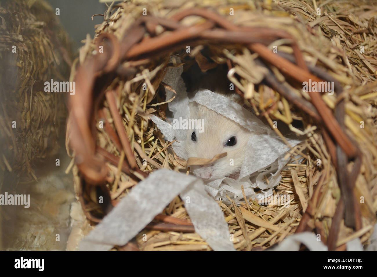 Le hamster Djungarian (Phodopus sungorus), également connu sous le nom de hamster de Sibérie ou d'hiver russe hamster nain blanc. Banque D'Images