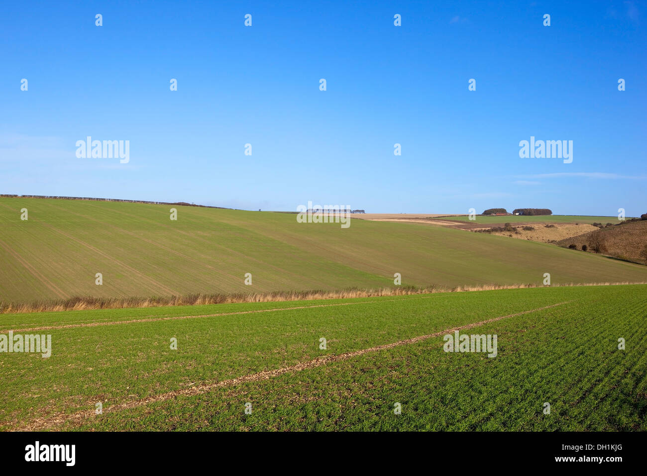 Paysage d'automne avec green Rolling Hills couverte dans les champs de céréales des plantules sous un ciel bleu Banque D'Images