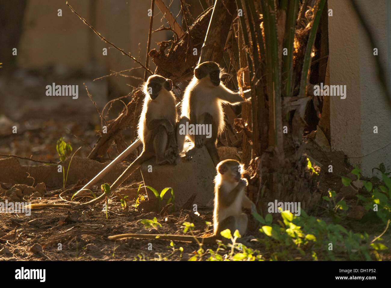 Petit groupe de singes jouant dans sun rétroéclairé. Banque D'Images