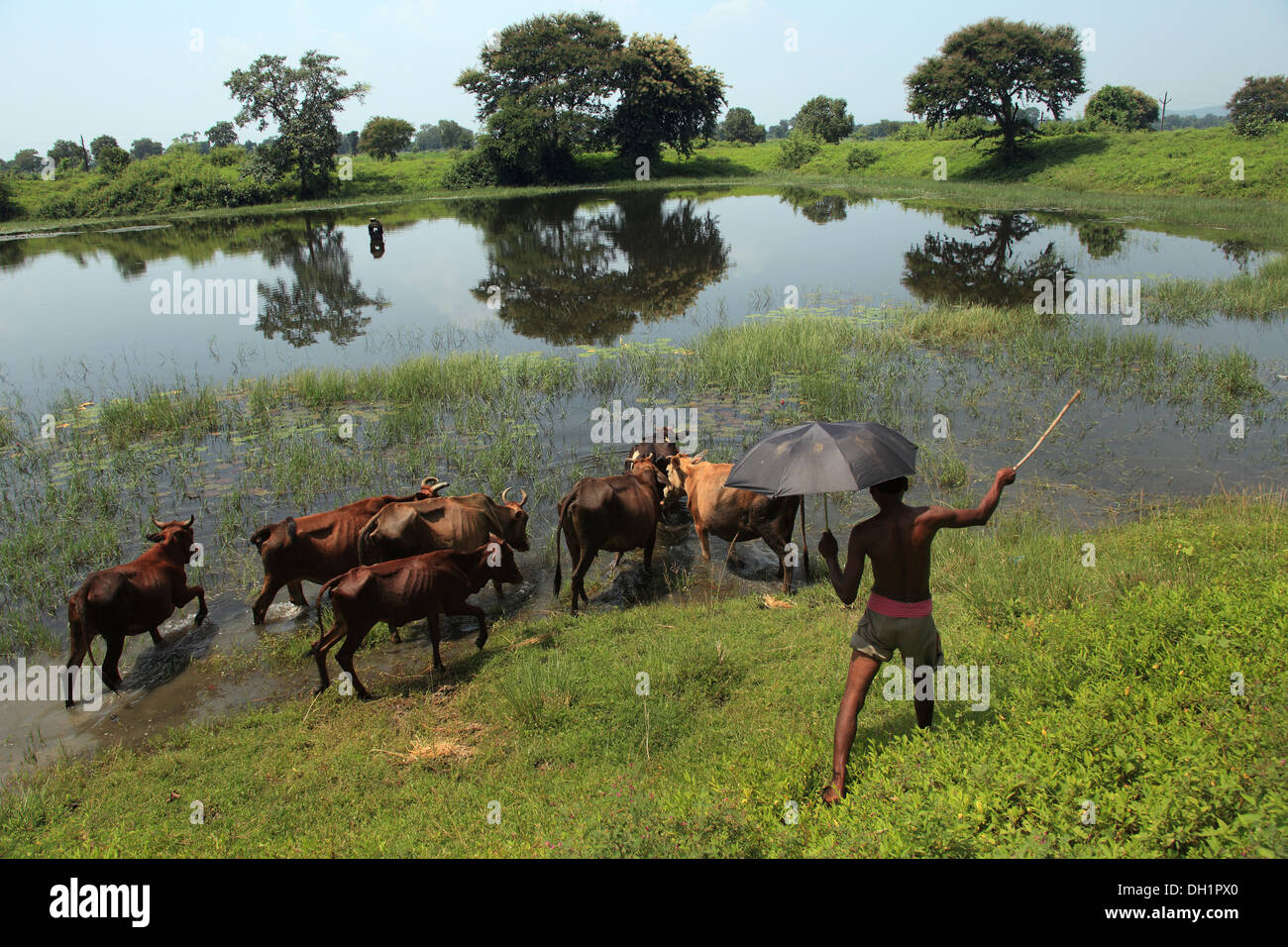 Parapluie noir garçon stick bouvier étang bovins Sambalpur Orissa en Inde Banque D'Images