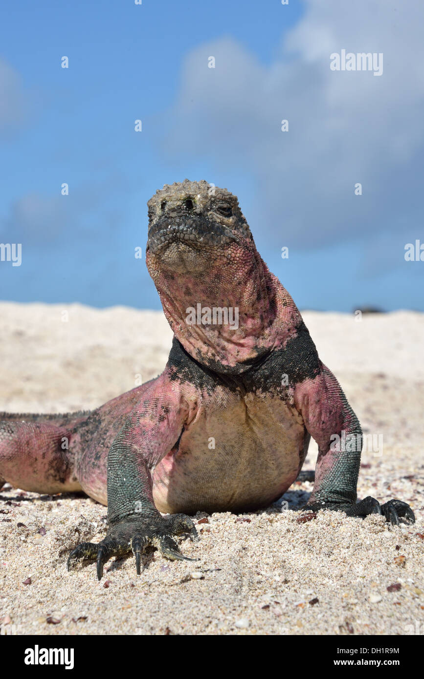 Iguane marin sur l'île d'Espanola, Galapagos Banque D'Images