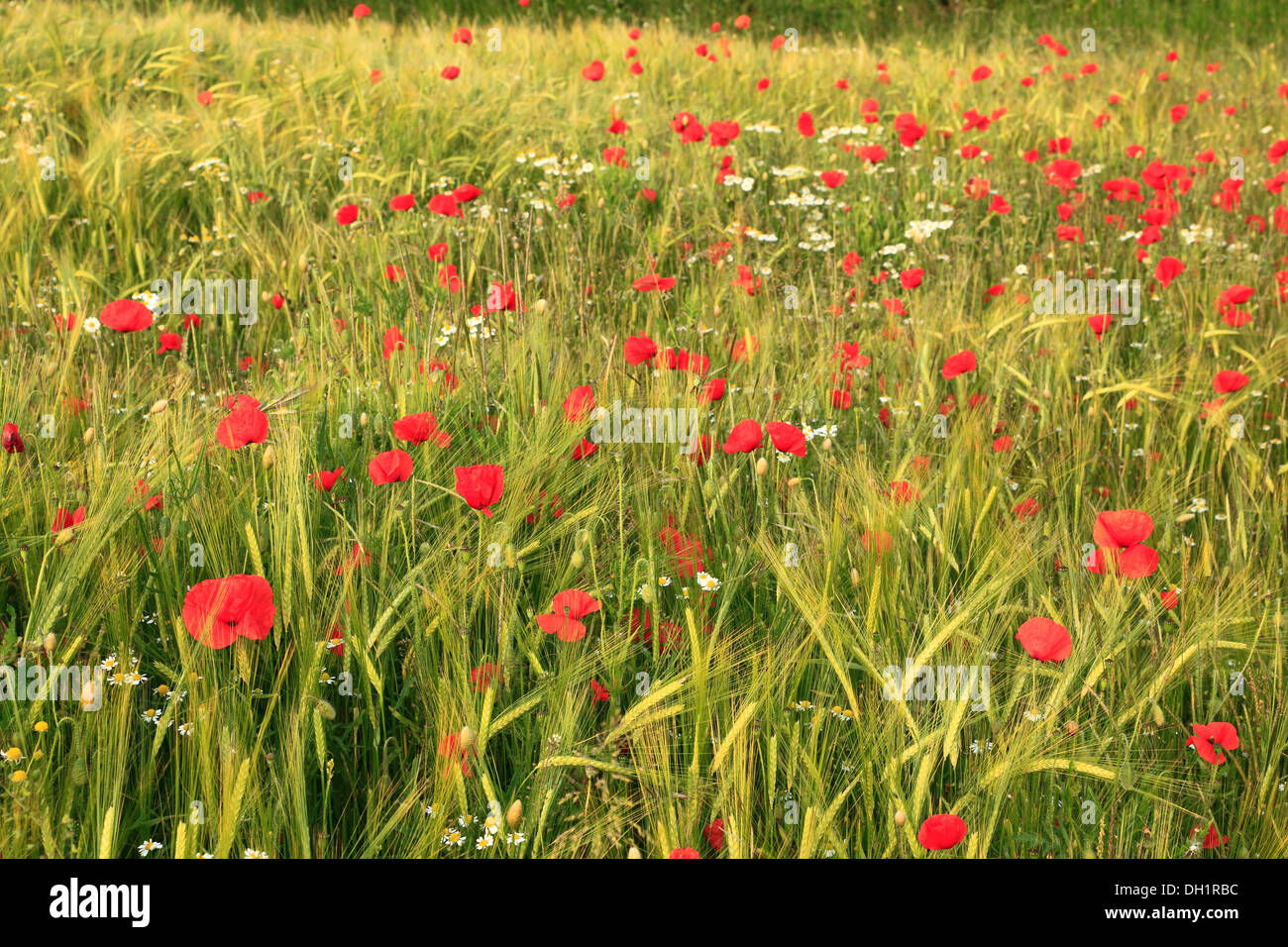 L'orge, Hordeum vulgare, coquelicots rouges des champs agricoles agriculture cultures céréales Norfolk UK Banque D'Images