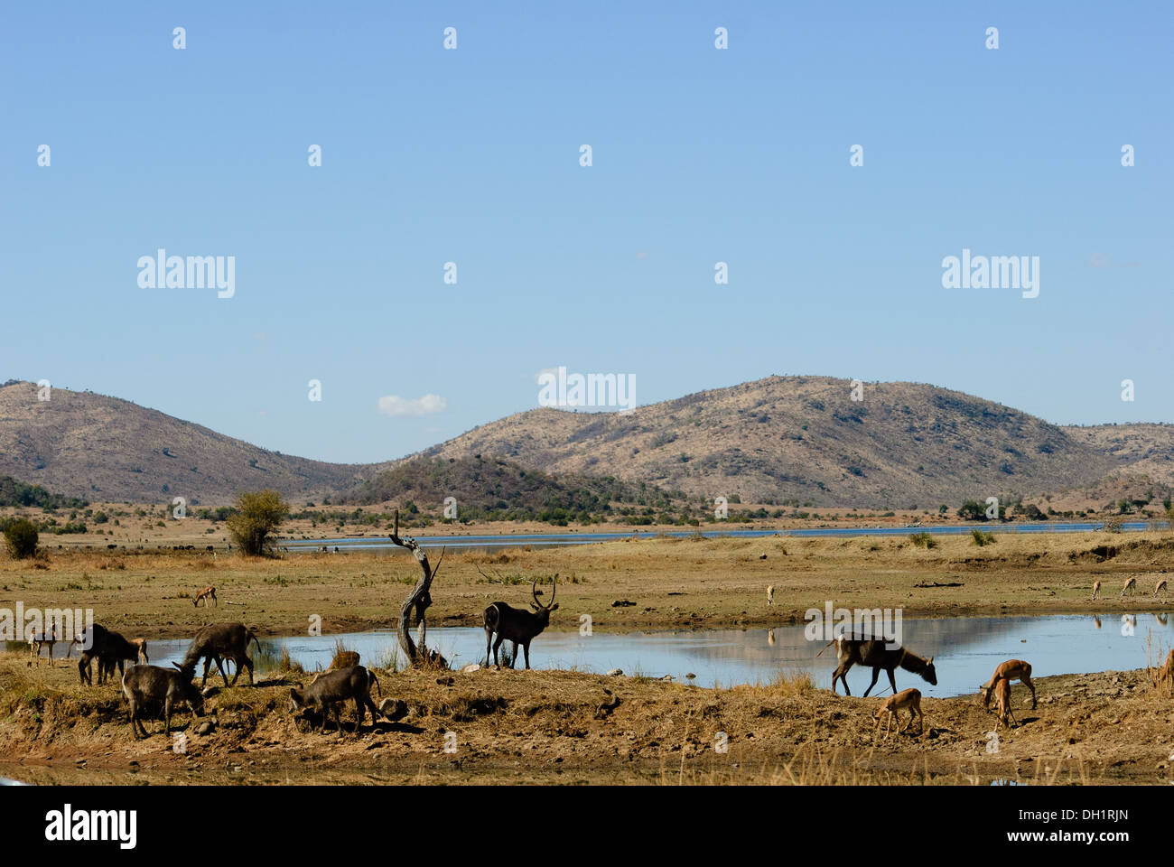 Les animaux du Parc National de Pilanesberg Banque D'Images