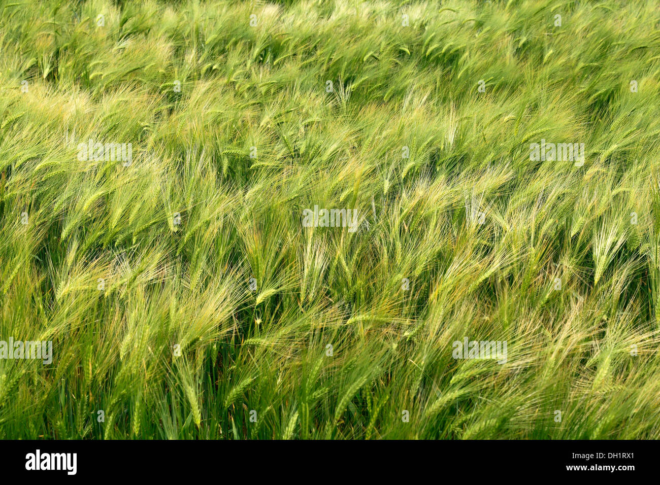 L'orge, Hordeum vulgare, de l'agriculture champ champs agricoles cultures céréales Norfolk UK Banque D'Images