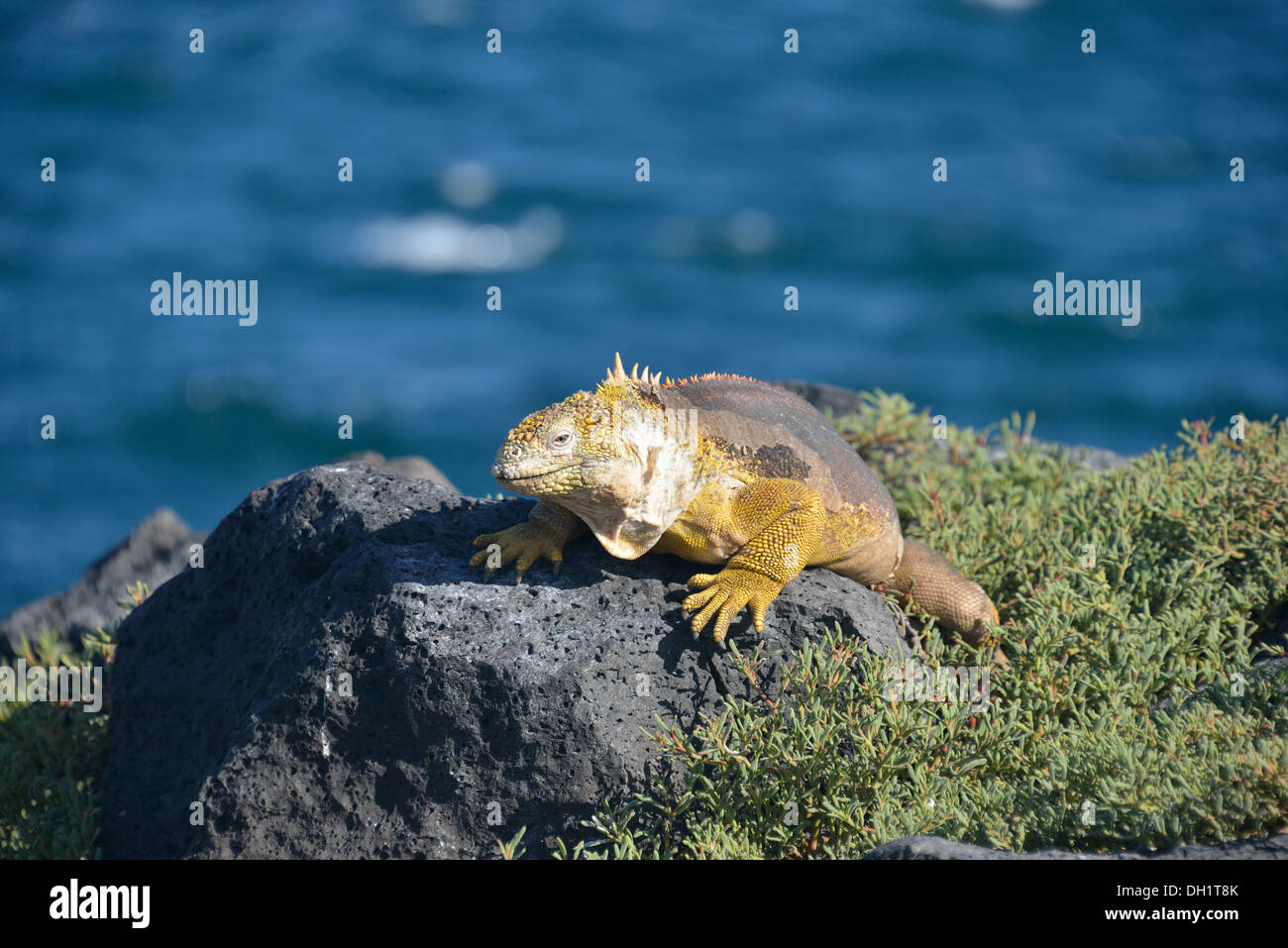 Iguane terrestre des Galapagos, Banque D'Images