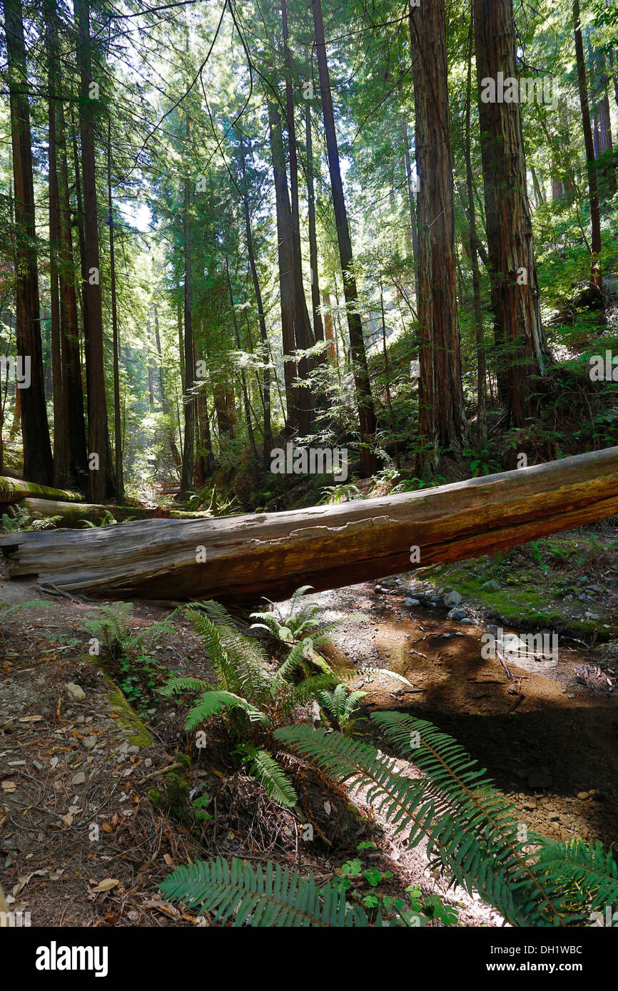 Muir Woods National Monument, California, USA Banque D'Images
