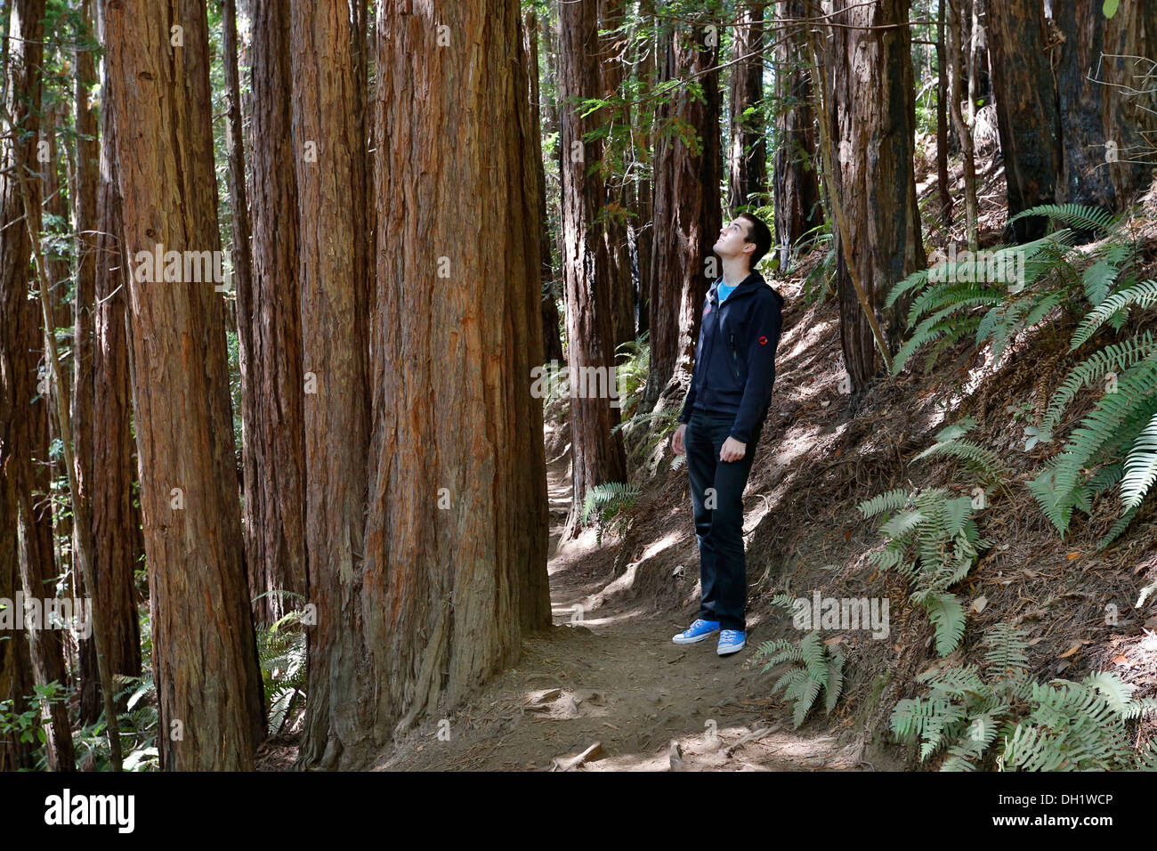 Muir Woods National Monument, California, USA Banque D'Images