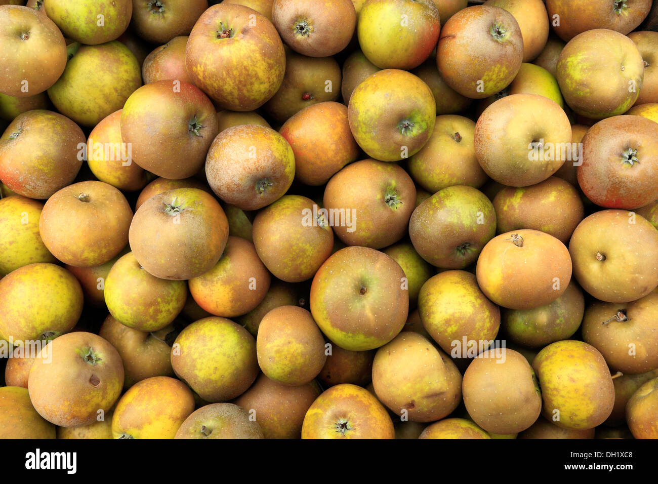 La pomme 'Egremont Russet', farm shop display, pommes UK Banque D'Images