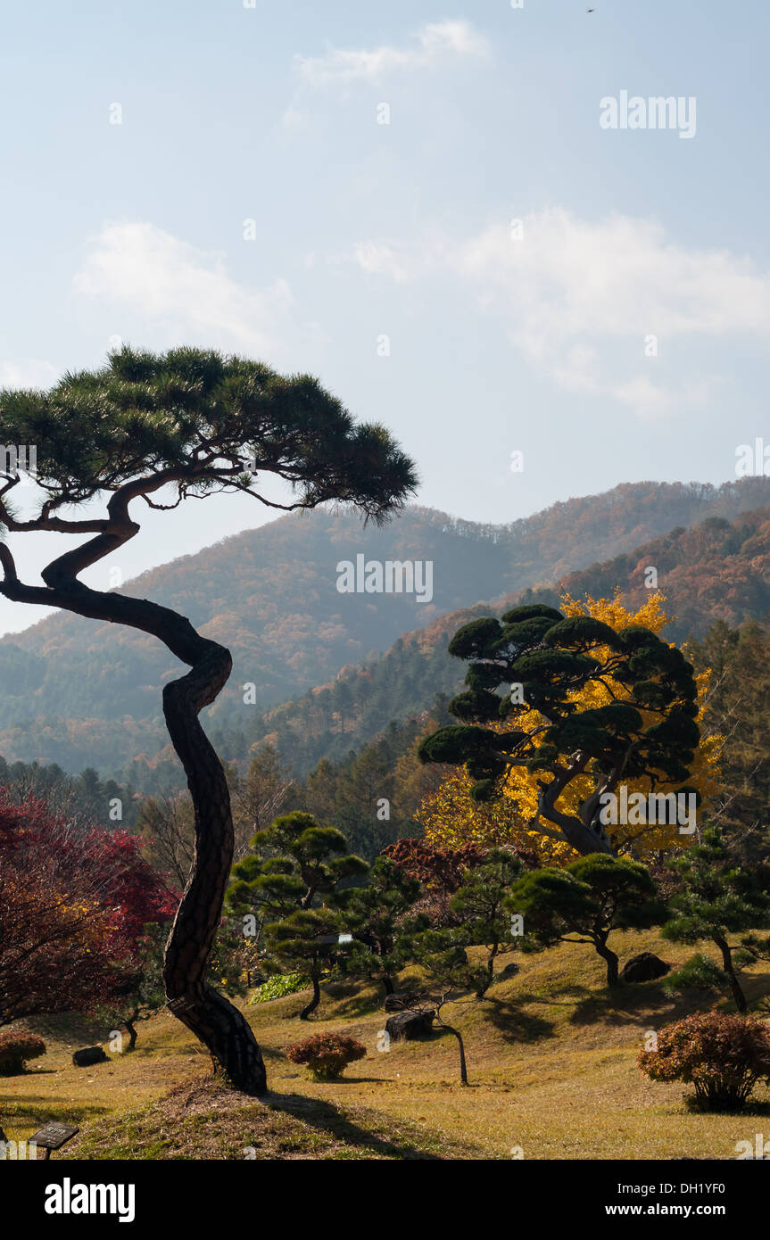 Les arbres et les jardins le jardin du matin calme à Gapyeong, la Corée du Sud. Banque D'Images