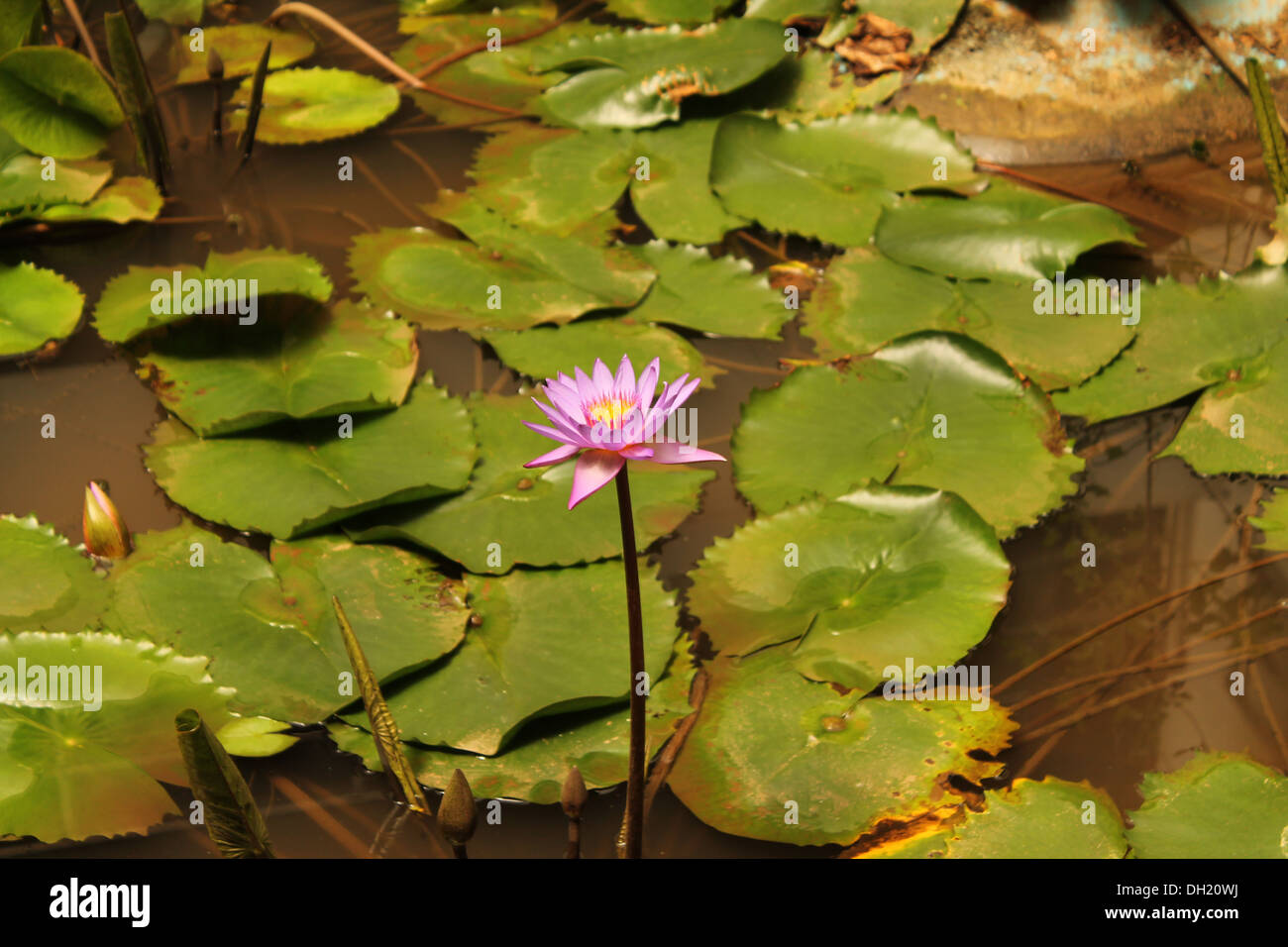 Nymphaea fleur dans un étang artificiel Banque D'Images