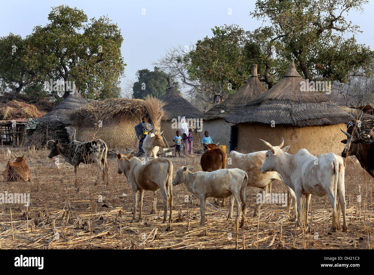 Les vaches autour d'un village traditionnel avec des huttes au toit de chaume, près de Koudougou, Burkina Faso Banque D'Images
