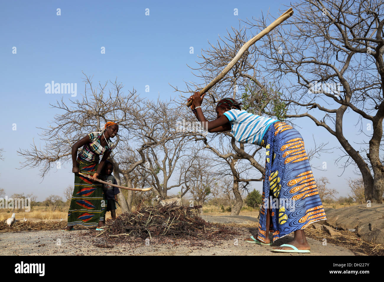 Les femmes martelant le sorgho, le millet avec des bâtons après la récolte, le Burkina Faso Banque D'Images