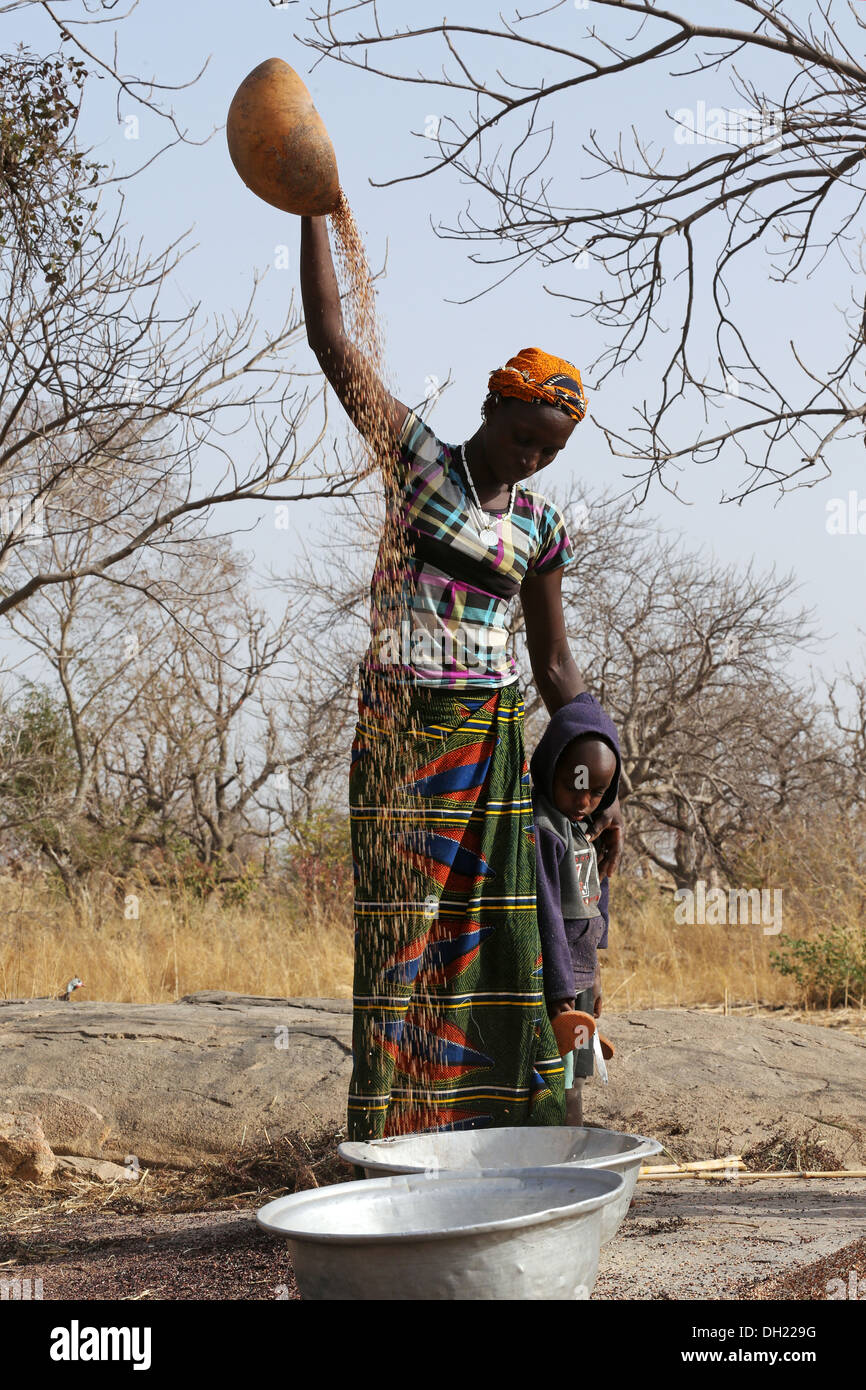 Les femmes vanner Le Sorgho, Millet après la récolte, le Burkina Faso Banque D'Images
