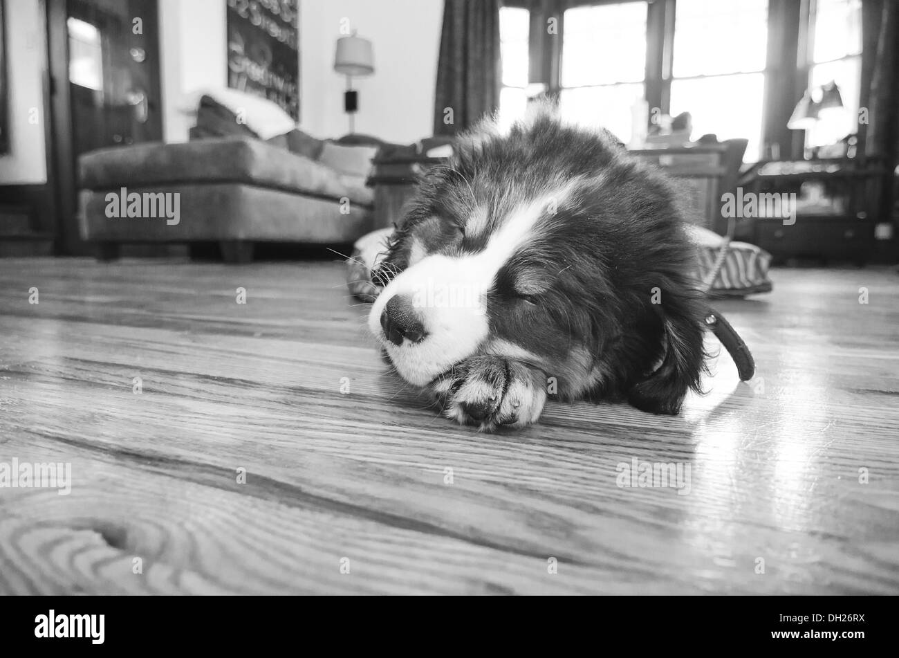 Un chien bouvier bernois ! Banque D'Images