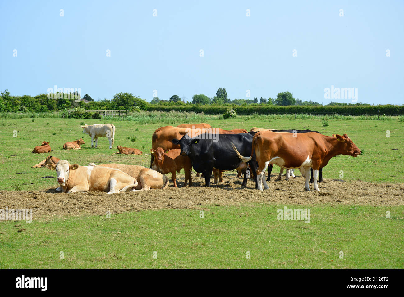 Les bovins en champ, Burgh-le-Marsh, Lincolnshire, Angleterre, Royaume-Uni Banque D'Images