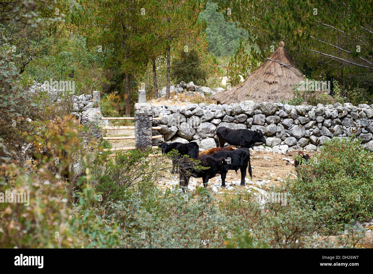 Une construction en pierre et de bovins à Cojup dans les Andes péruviennes, l'Amérique du Sud Banque D'Images