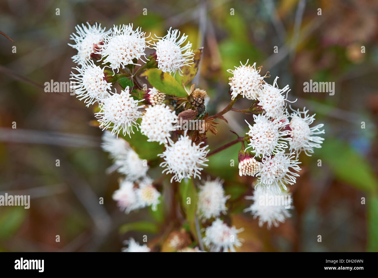 Fleurs de Montagne blanche dans les Andes, le Pérou, Amérique du Sud Photo  Stock - Alamy