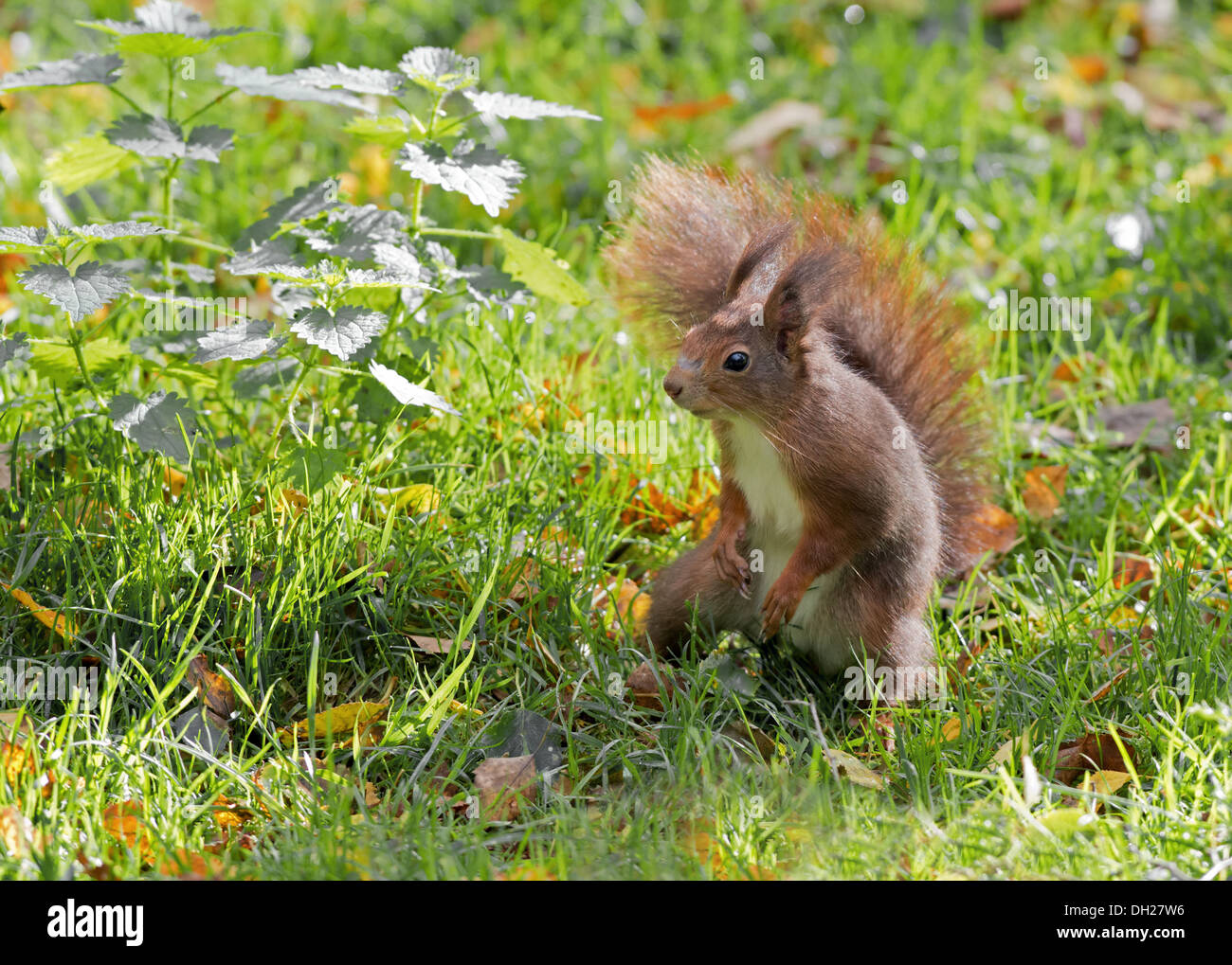 Squirrel Rouge Squirrels uk Banque de photographies et d’images à haute résolution - Alamy