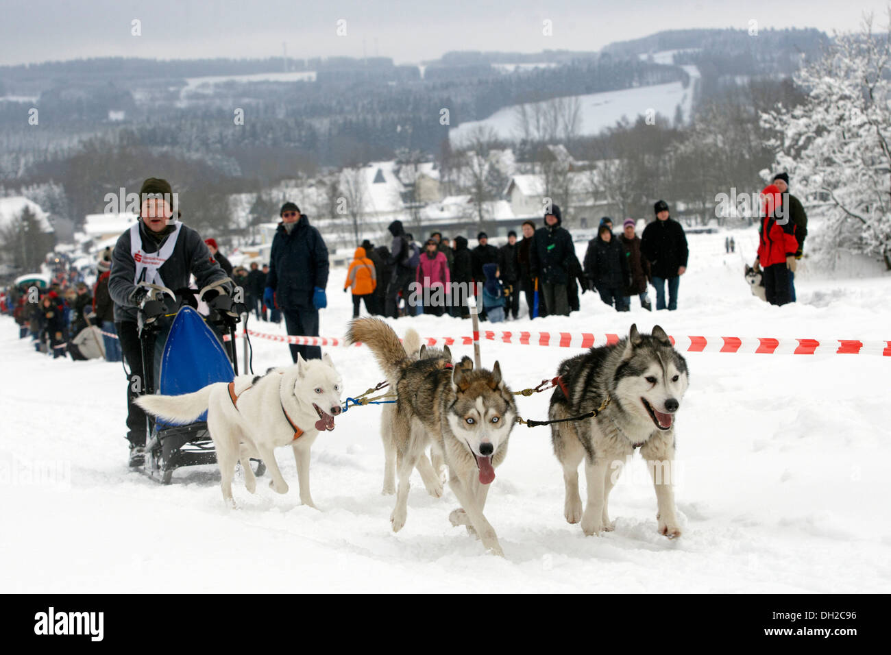 Course de chiens de traîneaux en Schutzbach, Rhénanie-Palatinat Banque D'Images