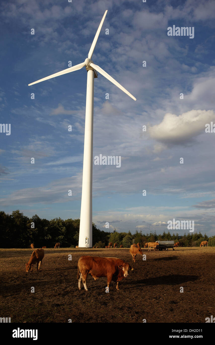 Le pâturage en face d'une éolienne, le parc éolien dans la gamme Hunsrueck près de Trèves, Rhénanie-Palatinat Banque D'Images