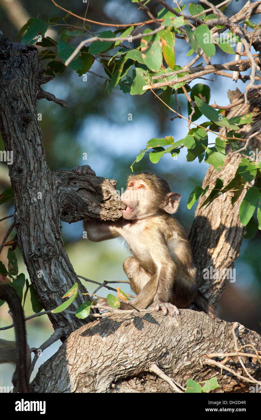 Baby Baboon jouant dans un arbre Banque D'Images Baby Baboon jouant dans un arbre Banque D'Images